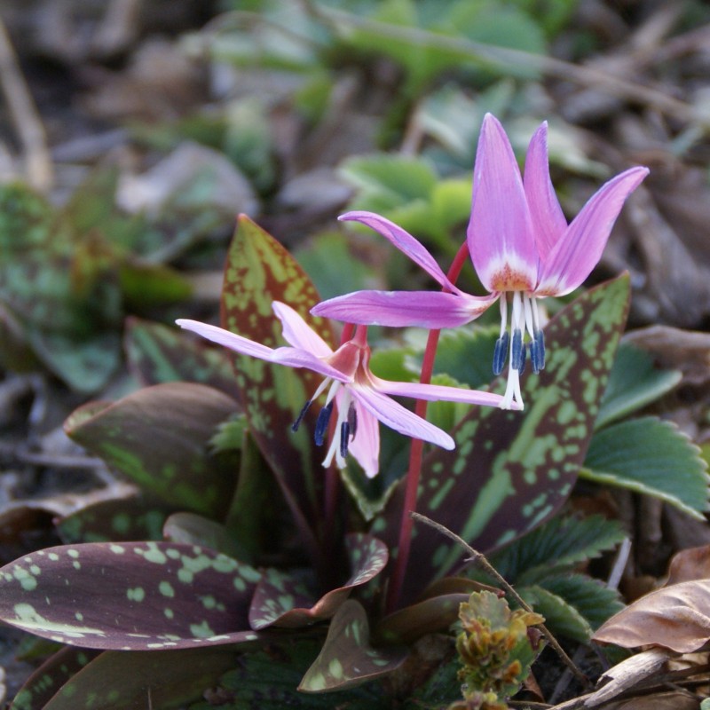 Erythronium dens-canis 'Purple King' Erythronium dens-canis 'Purple King'