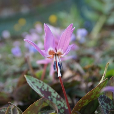 Erythronium dens-canis 'Purple King' Erythronium dens-canis 'Purple King'