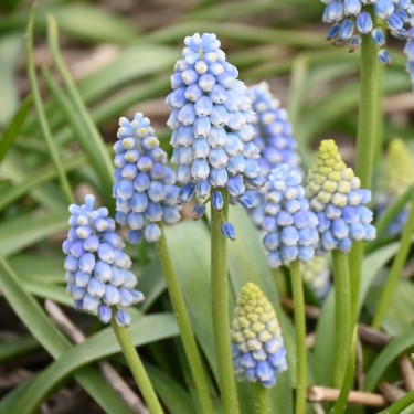 Muscari 'Alaska'