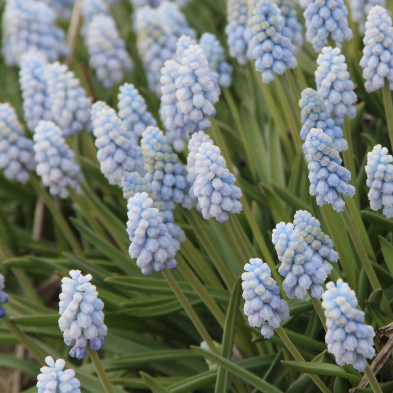 Muscari 'Baby's Breath' Muscari 'Baby's Breath'