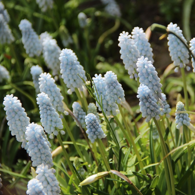 Muscari 'Baby's Breath' Muscari 'Baby's Breath'