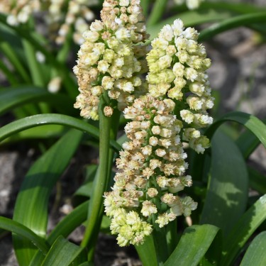 Muscari 'Lady Madonna' Muscari 'Lady Madonna'
