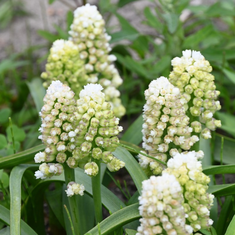 Muscari 'Lady Madonna' Muscari 'Lady Madonna'