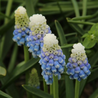 Muscari 'Mountain Lady' Muscari 'Mountain Lady'