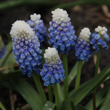 Muscari 'Mountain Lady'