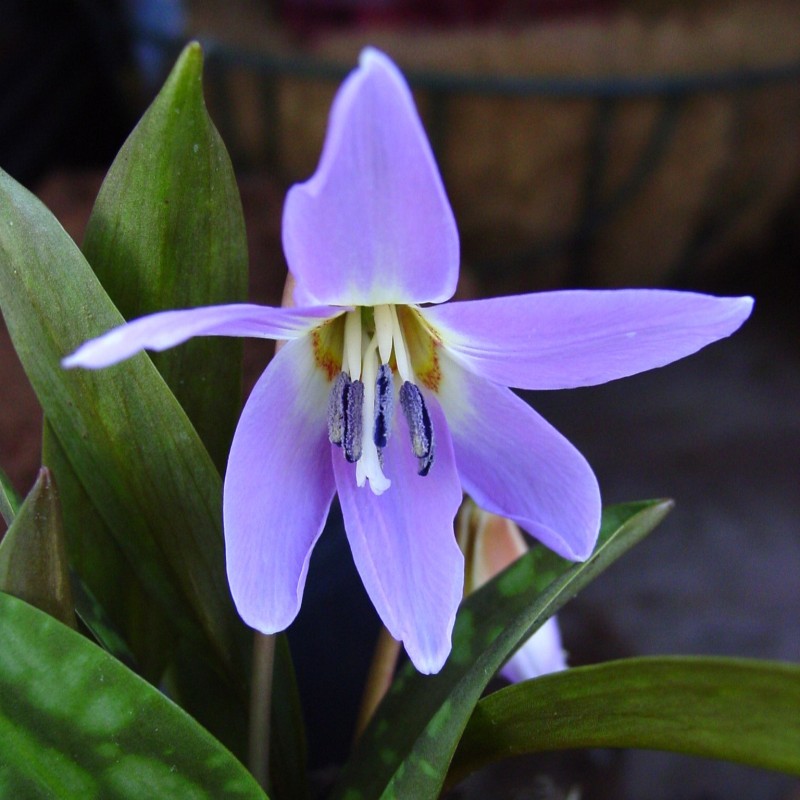 Erythronium dens-canis 'Rose Queen' Erythronium dens-canis 'Rose Queen'