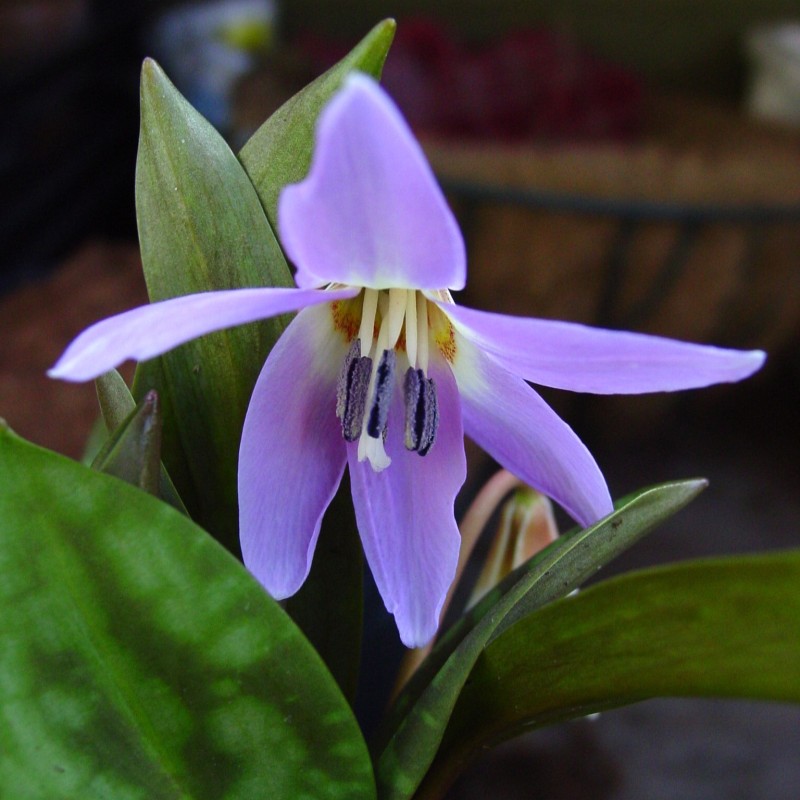 Erythronium dens-canis 'Rose Queen' Erythronium dens-canis 'Rose Queen'
