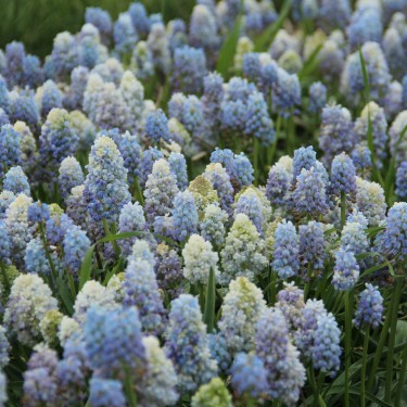 Muscari 'Nature's Beauty' Muscari 'Nature's Beauty'