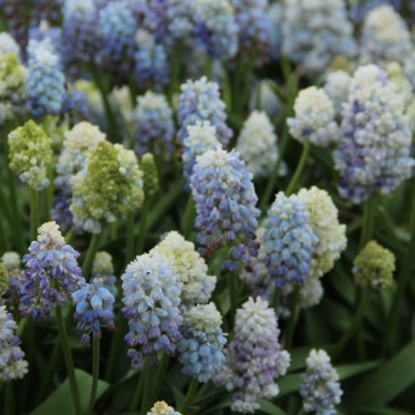 Muscari 'Nature's Beauty' Muscari 'Nature's Beauty'