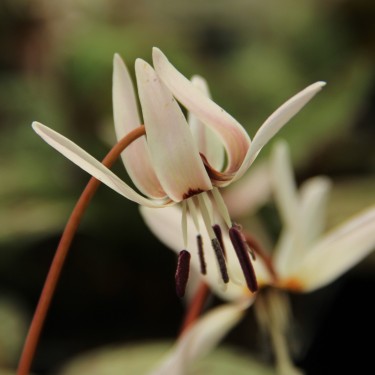 Erythronium dens-canis 'Snowflake'