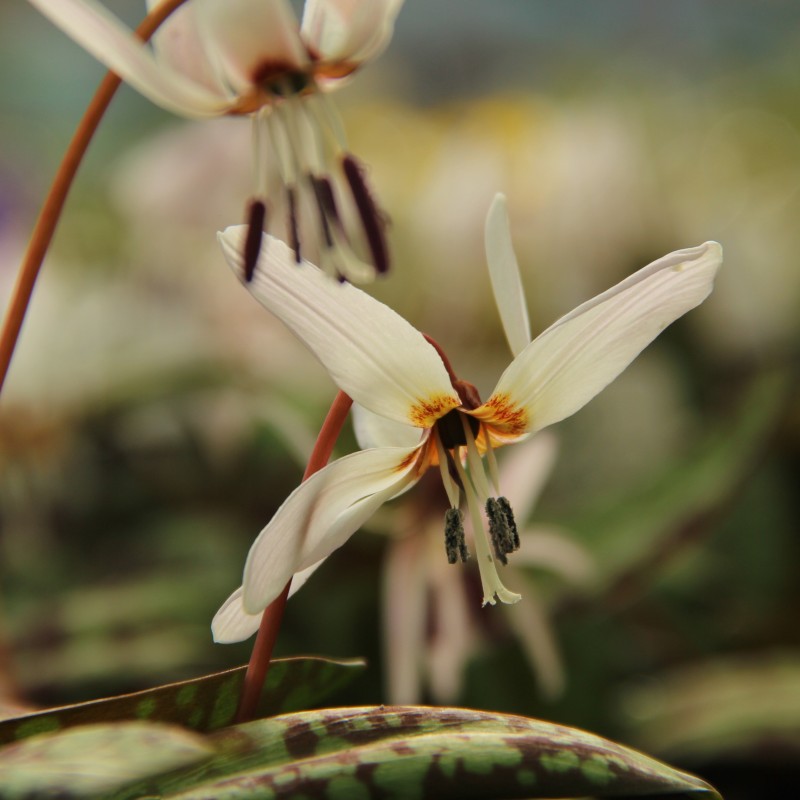 Erythronium dens-canis 'Snowflake' Erythronium dens-canis 'Snowflake'