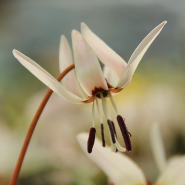 Erythronium dens-canis 'Snowflake' Erythronium dens-canis 'Snowflake'
