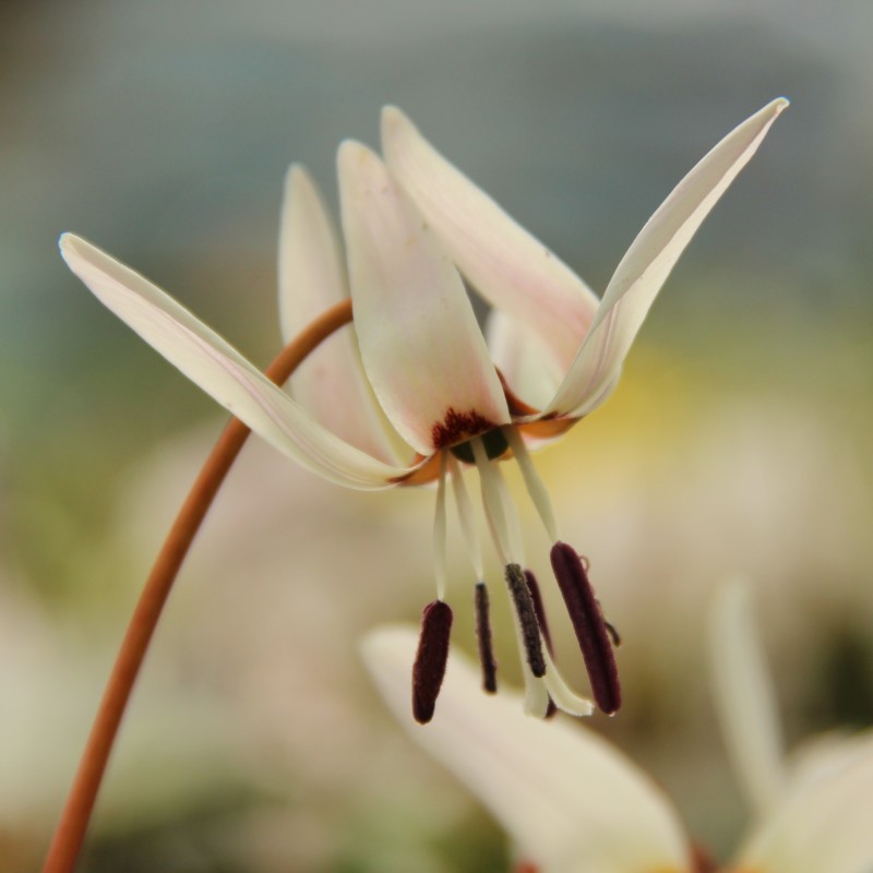Erythronium dens-canis 'Snowflake' Erythronium dens-canis 'Snowflake'