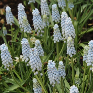 Muscari 'Peppermint'