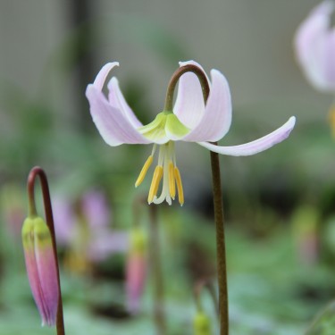 Erythronium revolutum 'Pink Beauty' Erythronium revolutum 'Pink Beauty'