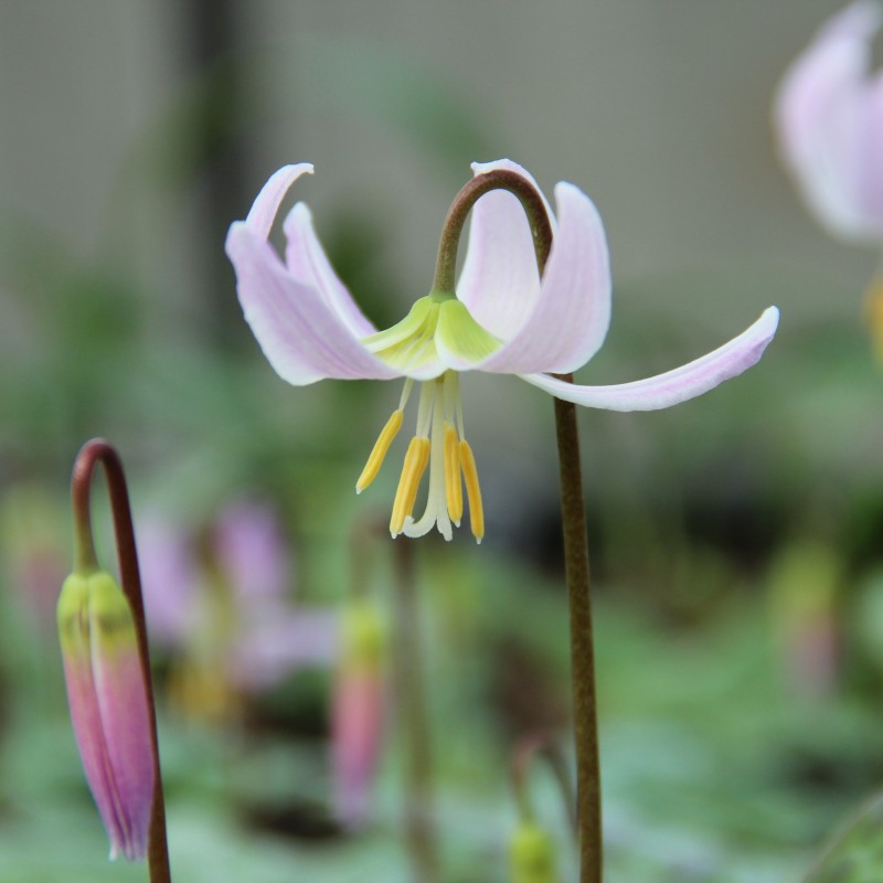 Erythronium revolutum 'Pink Beauty' Erythronium revolutum 'Pink Beauty'