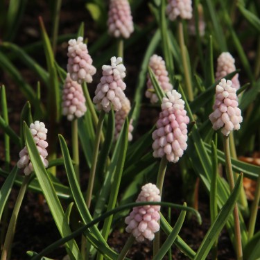 Muscari 'Pink Sunrise'