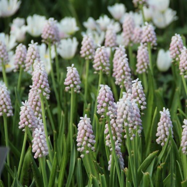 Muscari 'Pink Sunrise'