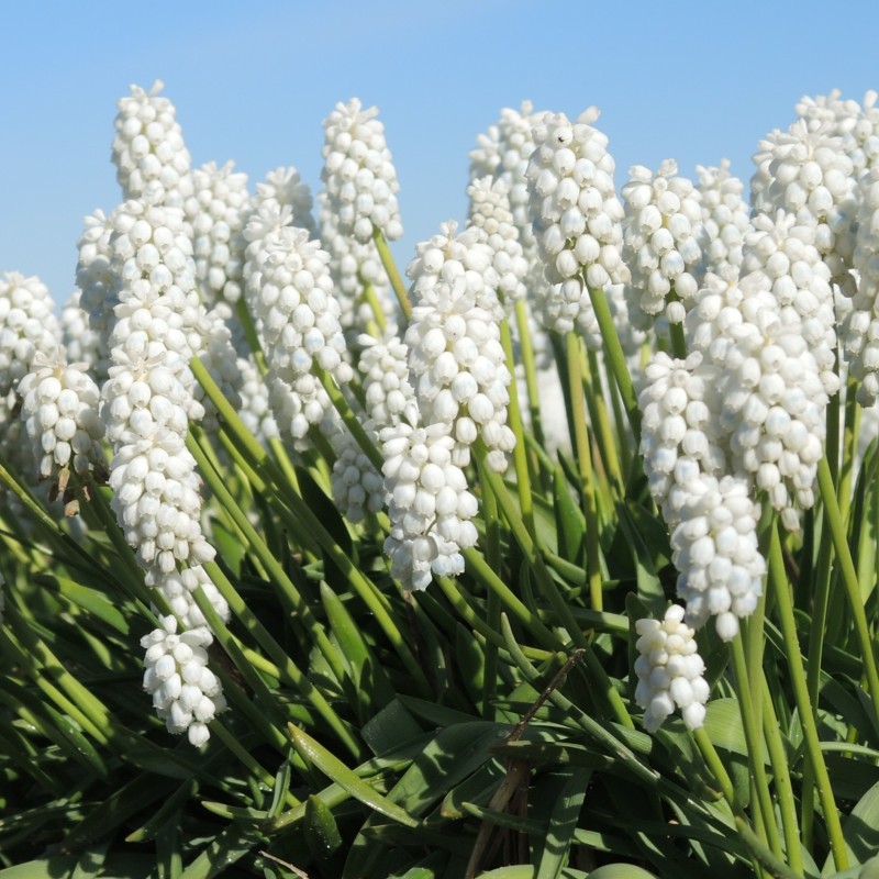 Muscari 'White Pearl' Muscari 'White Pearl'