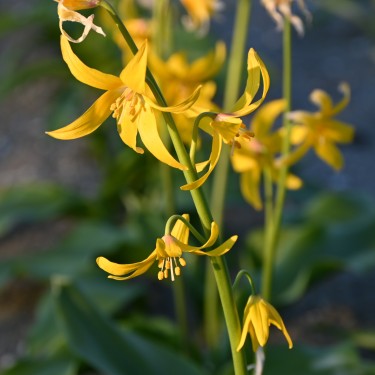 Erythronium tuolumnense Erythronium tuolumnense