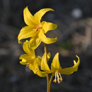 Erythronium tuolumnense Erythronium tuolumnense