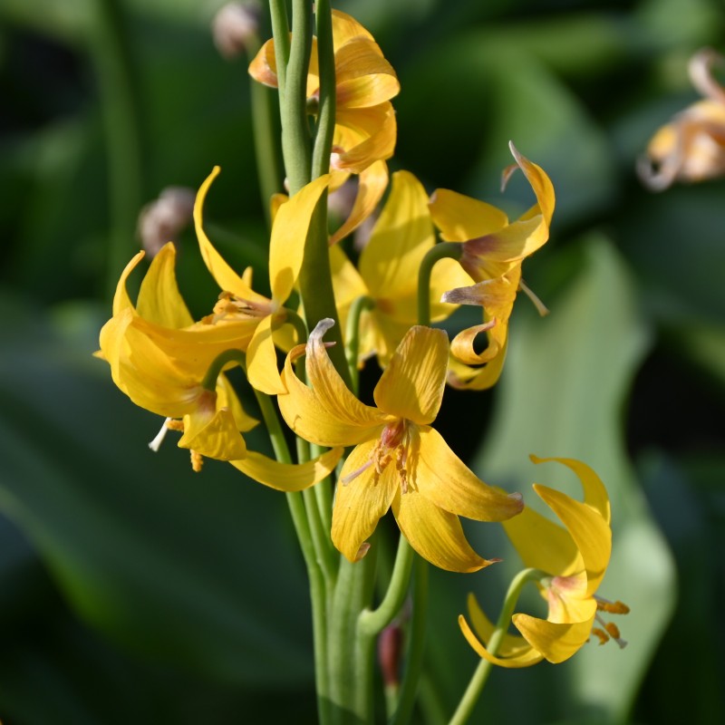 Erythronium tuolumnense Erythronium tuolumnense