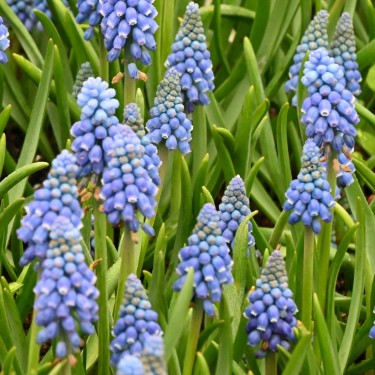 Muscari armeniacum