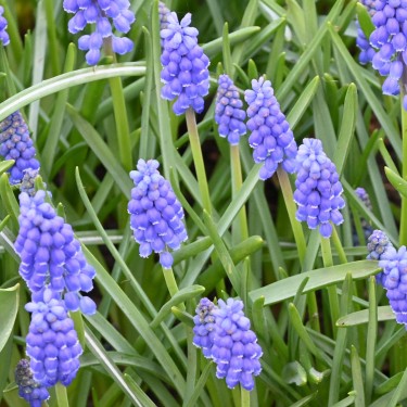 Muscari armeniacum