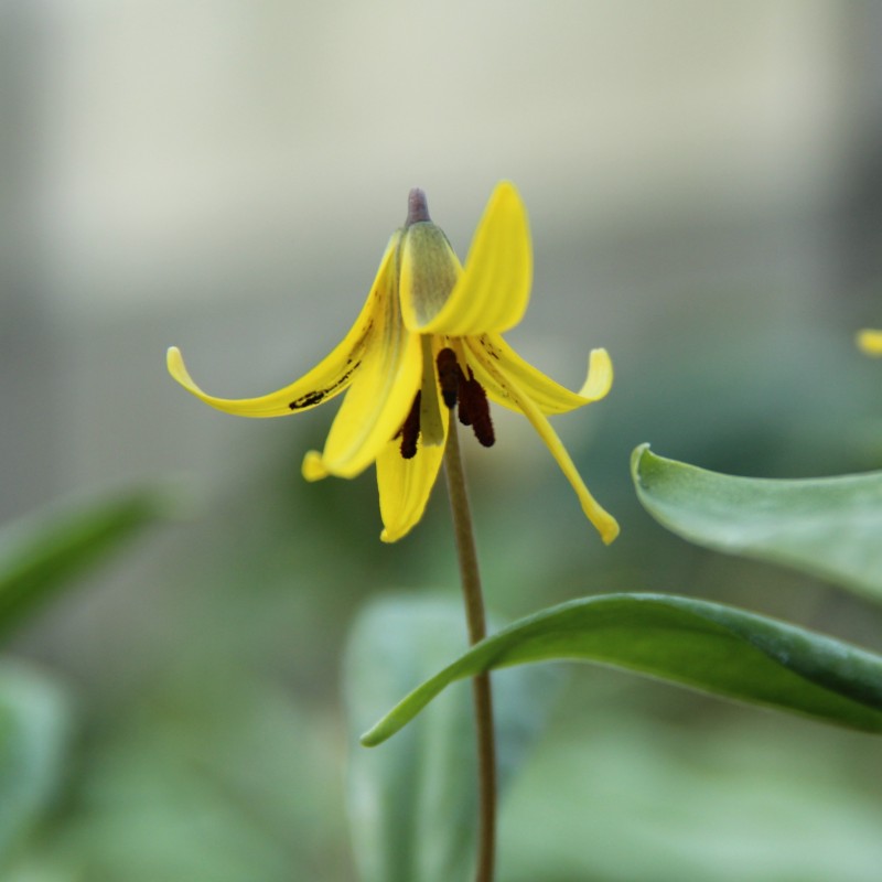 Erythronium umbilicatum