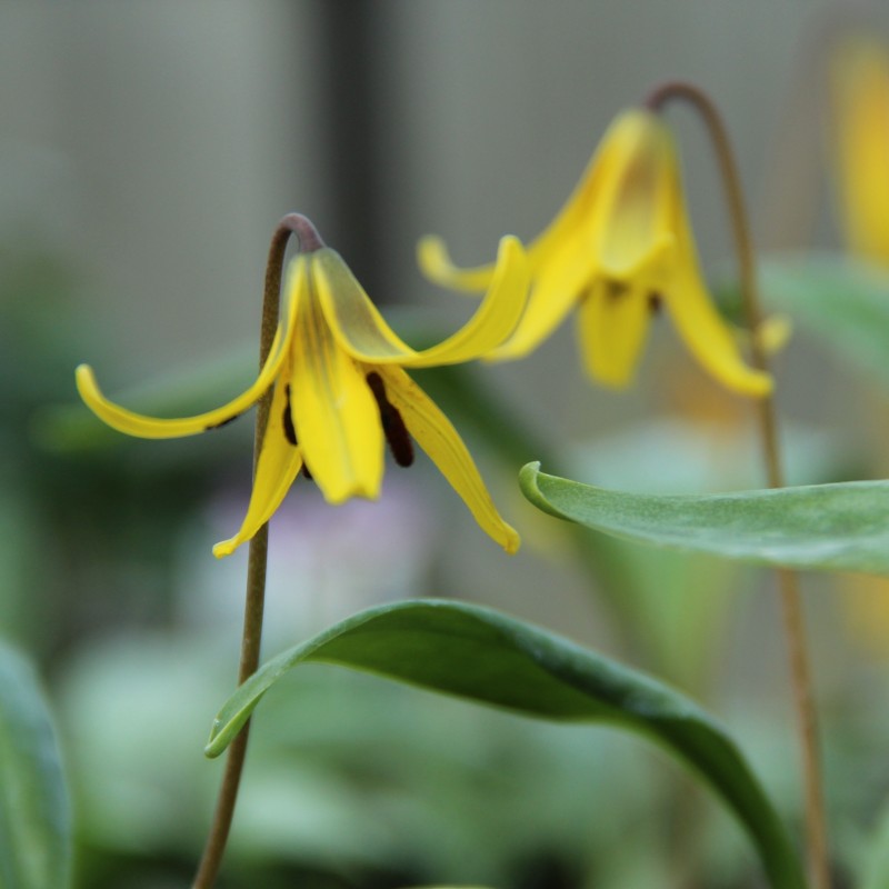 Erythronium umbilicatum