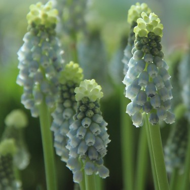 Muscari armeniacum 'Esther'