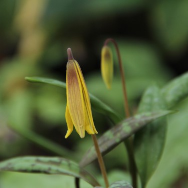 Erythronium umbilicatum