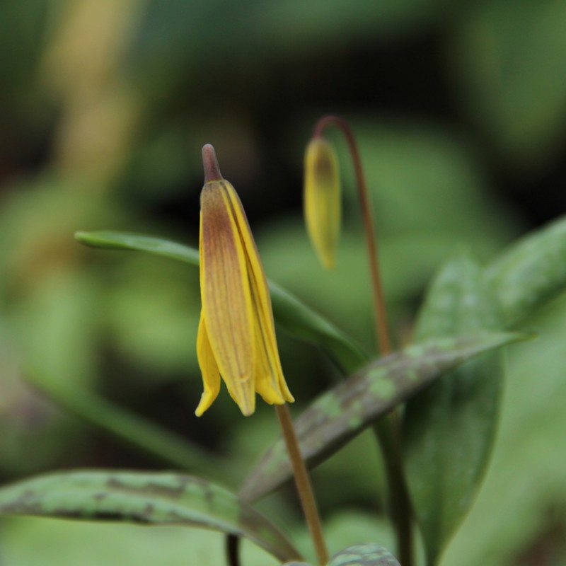 Erythronium umbilicatum