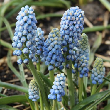 Muscari armeniacum 'Manon'