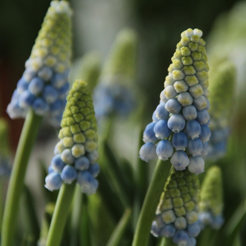 Muscari armeniacum 'Manon' Muscari armeniacum 'Manon'