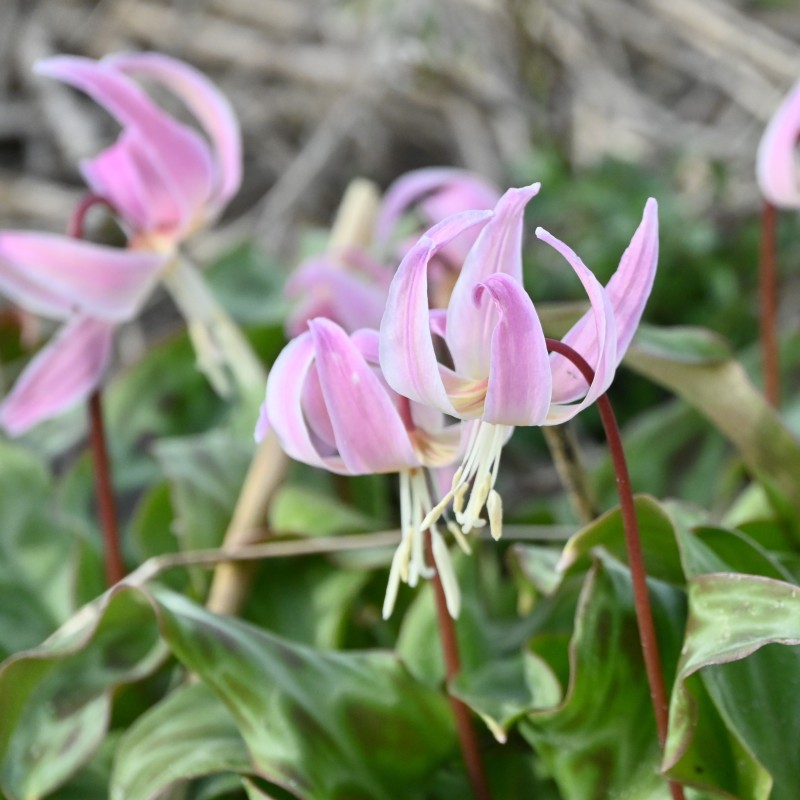 Erythronium x revolutum 'Rosy Wing' Erythronium x revolutum 'Rosy Wing'