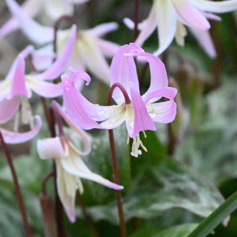 Erythronium x revolutum 'Rosy Wing' Erythronium x revolutum 'Rosy Wing'