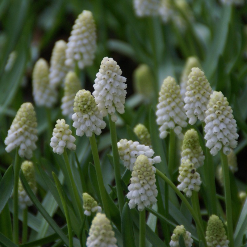 Muscari aucheri 'White Magic'