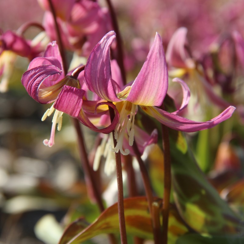 Erythronium x revolutum ‘Grand Old Man’ Erythronium x revolutum ‘Grand Old Man’
