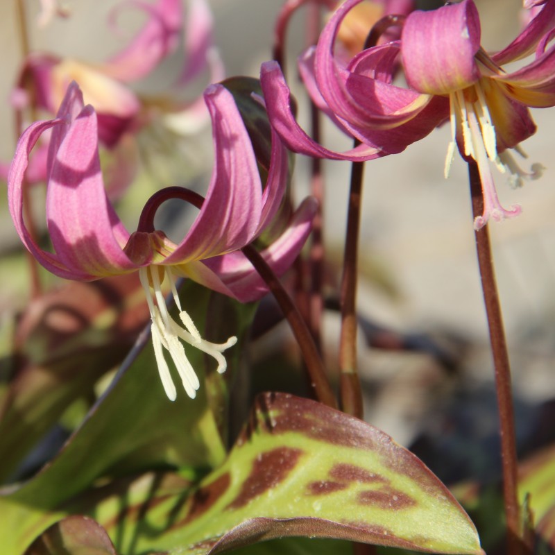 Erythronium x revolutum ‘Grand Old Man’ Erythronium x revolutum ‘Grand Old Man’