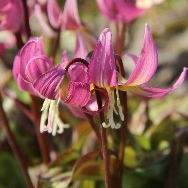 Erythronium x revolutum ‘Grand Old Man’ Erythronium x revolutum ‘Grand Old Man’