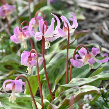 Erythronium x revolutum ‘Grand Old Man’ Erythronium x revolutum ‘Grand Old Man’