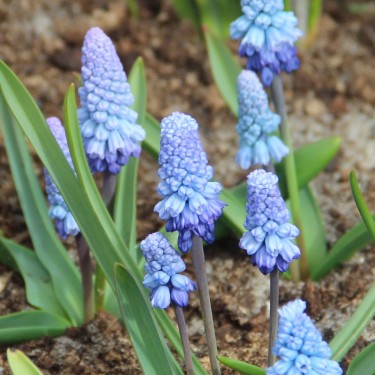 Muscari azureum