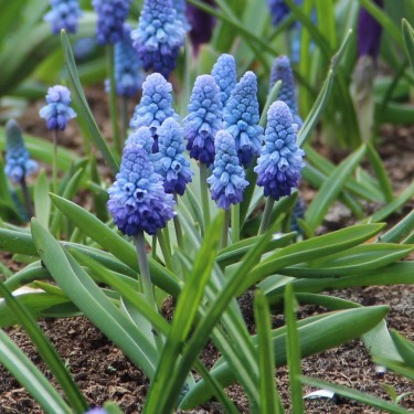 Muscari azureum