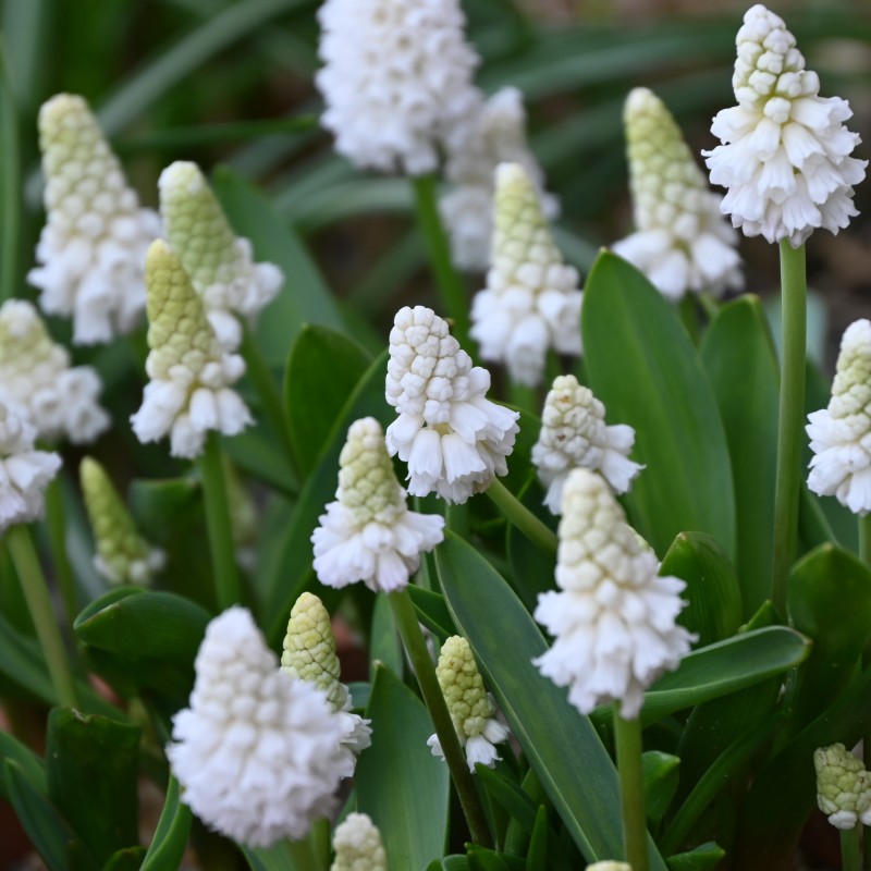 Muscari azureum 'Album' Muscari azureum 'Album'