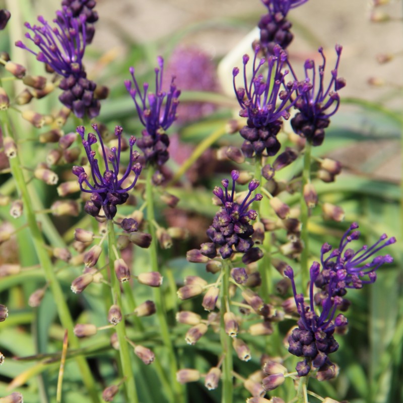 Muscari comosum