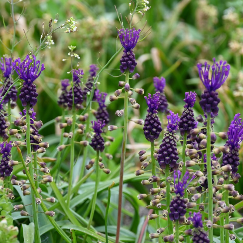 Muscari comosum