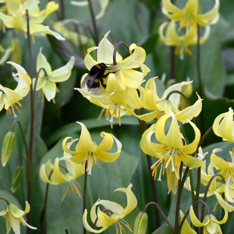 Erythronium 'Pagoda' Erythronium 'Pagoda'