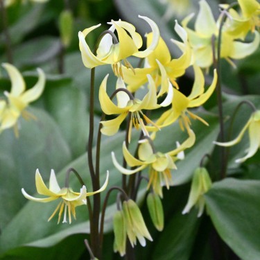 Erythronium 'Pagoda' Erythronium 'Pagoda'