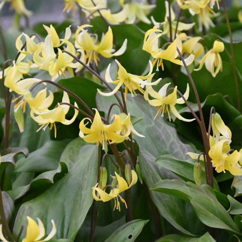 Erythronium 'Pagoda' Erythronium 'Pagoda'